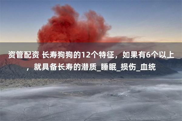资管配资 长寿狗狗的12个特征，如果有6个以上，就具备长寿的潜质_睡眠_损伤_血统
