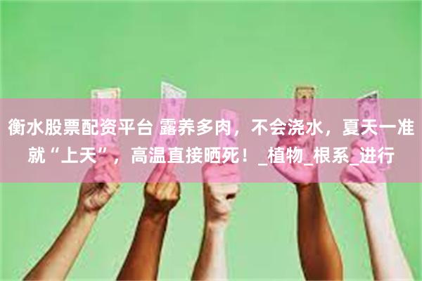 衡水股票配资平台 露养多肉，不会浇水，夏天一准就“上天”，高温直接晒死！_植物_根系_进行