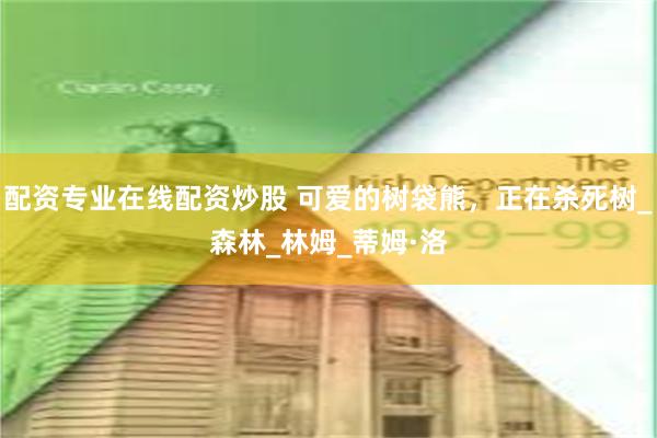配资专业在线配资炒股 可爱的树袋熊，正在杀死树_森林_林姆_蒂姆·洛